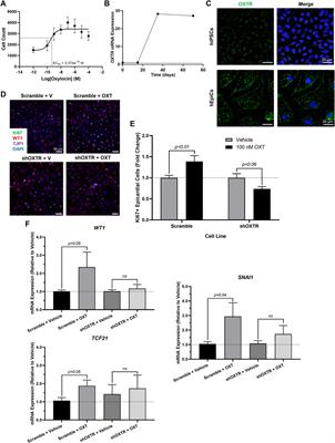 Oxytocin promotes epicardial cell activation and heart regeneration after cardiac injury